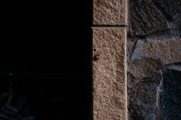 a crusader spider sits on a concrete wall, crawled out of firewood