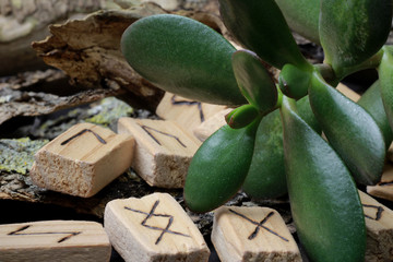 Wall Mural - Close-up on Wooden runes, ancient alphabet scattered on the bark of a tree, next to part of a money tree. The concept of runic alignment, money and success