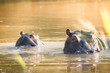 closeup portrait of hippos in kruger national park, south africa