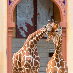 Portrait of cute couple of giraffes in the zoo.