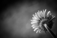 Retro Styled Black White Toned Beautiful White Daisy Or Gerbera Background. Back View.  Selective Focus.