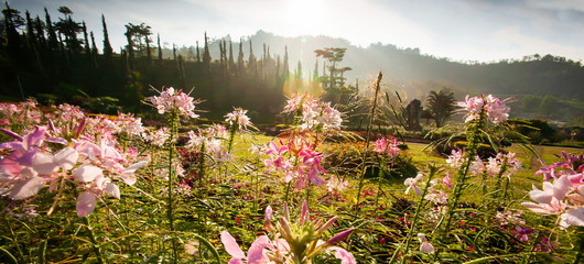 Poster - Spider flowers in full bloom in the early light.