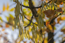 Seeds Of Ash Hang In Clusters On A Background Of Yellow-brown Leaves. Gorgeous Natural Colors Of Autumn.