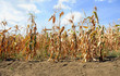 Dried corn stalks and cracked earth in hot summer drought at corn field