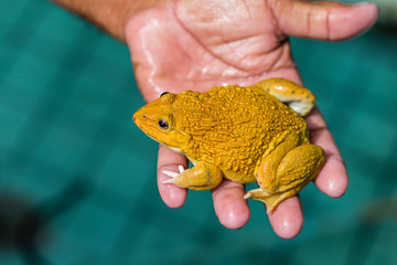 Wall Mural - Raising meat frogs for food is one of the popular pets for cooking because of its soft texture and delicious flavor.