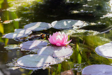 Wall Mural - Water lily, Tender pink lotus flowers in a pond with leaves in nature. Blooming lotus in the water