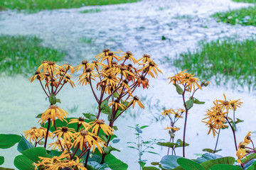 Wall Mural - Ligularia dentata Desdemona blossom on the shore, yellow flowers bloom near the water, autumn nature floral horizontal background