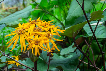 Wall Mural - Ligularia dentata Desdemona blossom yellow flowers, horizontal floral background