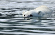 Polar Bear Swimming In Water