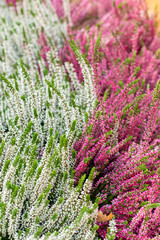 Wall Mural - Two colors white pink Blooming Heather vulgaris. Beautiful bushes with small flowers, Heather Calluna Blossom, background vertical