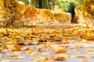 Canvas Print - Autumn alley park landscape. Fall season nature landscape with pathway covered yellow leaves background. Selective focus