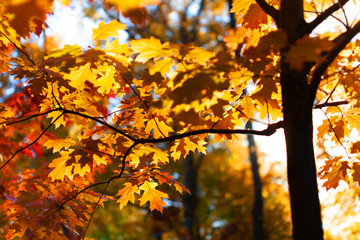 Canvas Print - Sunset in the autumn forest. The last rays of the sun make their way through the lush multi-colored foliage of autumn oak. soft focus, seasonal photo of october nature in the park