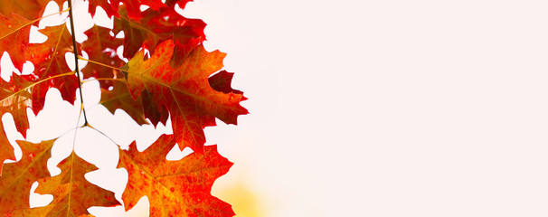 Canvas Print - Autumn background with red oak leaves on soft background. Colorful foliage in the autumn park. copy space