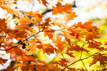 Canvas Print - The warm rays of the autumn sun make their way through the multi-colored lush foliage of red oak. Autumn leaves background. Oak tree branch with colorful yellow orange brown leaves. seasonal fall