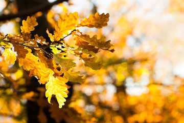 Canvas Print - Oak tree branch with colorful yellow orange brown leaves. Golden autumn leaves background. Beautiful foliage, seasonal fall landscape