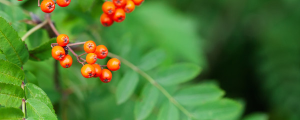 Canvas Print - Mountain rowan ash branch berries on blurred green background. Autumn harvest still life scene. Soft focus backdrop photography. Copy space.