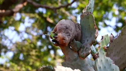 Poster - Сommon brown Lemur eats prickly pear cactus. Madagascar. Berenti National Park.