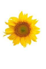 Wall Mural - Yellow Sunflower Flower. Closeup Isolated on White Background