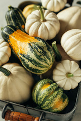 Wall Mural - different pumpkins close-up.