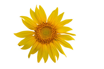 Wall Mural - Yellow Sunflower Flower. Closeup Isolated on White Background