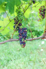 Wall Mural - Red Wine Grapes