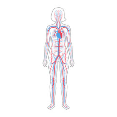 Poster - circulatory system anatomy