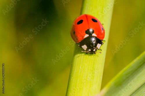 little red lady bug on green summer meadow Poster Mural XXL