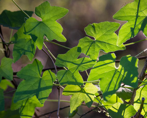 Wall Mural - Wild Cucumber Vine leaves