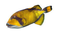 Giant Titan Triggerfish, Biggest Coral Reef Trigger Fish  Isolated White Background