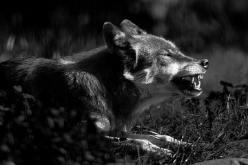 Wall Mural - Scary dark gray wolf (Canis lupus)