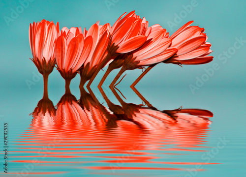 ramo de flores rojas reflejadas en el agua