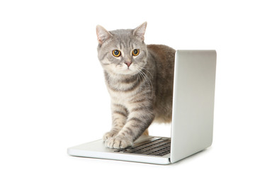 Beautiful cat with laptop computer on white background