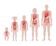  Illustration Of Internal Organs
