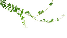 Twisted Jungle Vines Liana Climbing Plant With Heart Shaped Green Leaves Hanging, Nature Frame Layout Isolated On White Background With Clipping Path.