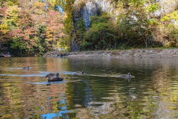Wall Mural - Geibi Gorge ( Geibikei ) Autumn foliage scenery view in sunny day. Many wild ducks in the gorge and they flock around seeking food when sightseeing boats pass by. Ichinoseki, Iwate Prefecture, Japan