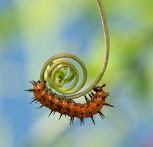 Small Third Instar Caterpillar Of Gulf Fritillary Butterfly Resting On A Spiral Passionvine Tendril, Getting Ready For The Next Molt