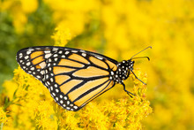 Monarch Butterfly Resting On A Bright Yellow Goldenrod Flower