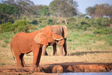 Big Red Elephants In Tsavo East National Park