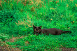 czarny kot na zielonej trawie bawi się i poluje