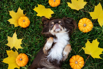 Wall Mural - chihuahua dog lying down on grass surrounded by small pumpkins and fallen leaves