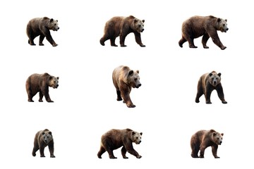 Wall Mural - set of brown bear over white background