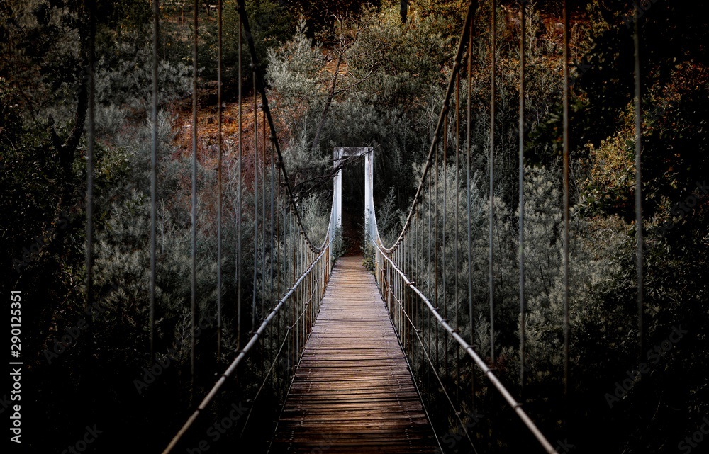 Beautiful horizontal shot of a long bridge surrounded by high trees in the forest - obrazy, fototapety, plakaty 