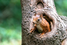   Cute And Beautiful Eurasian Red Squirrel (Sciurus Vulgaris) Looks Outside A Hollow On A Tree In The Forest Of Drunen, Noord Brabant In The Netherlands. 