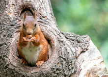  Cute And Beautiful Eurasian Red Squirrel (Sciurus Vulgaris) Looks Outside A Hollow On A Tree In The Forest Of Drunen, Noord Brabant In The Netherlands. 