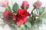 Fototapeta Tęcza - Róże, czerwień, kwiaty 