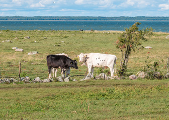 Wall Mural - cows in field