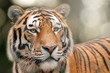 Portrait of beautiful tiger with blurry bokeh backround