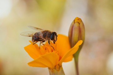 Wall Mural - bee on flower