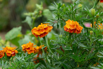 Naklejka na meble Crop view of blossom Tagete flowers