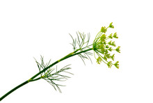 Branch Of Fresh Green Dill Herb Leaves Isolated.  Flowering Plant Dill.